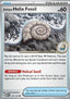 Antique Helix Fossil