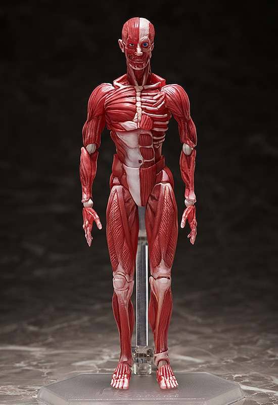 Human Anatomical Model Figma Af