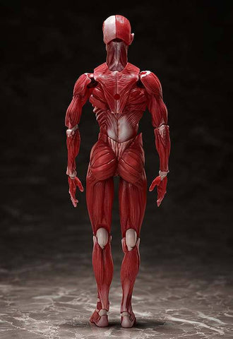 Human Anatomical Model Figma Af