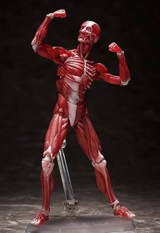 Human Anatomical Model Figma Af