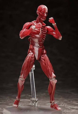 Human Anatomical Model Figma Af